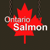 L'Ontario Salmon